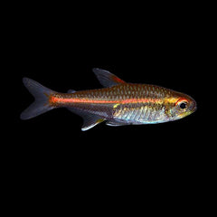 Tetra Glowlight (Hemigrammus Erythrozonus)