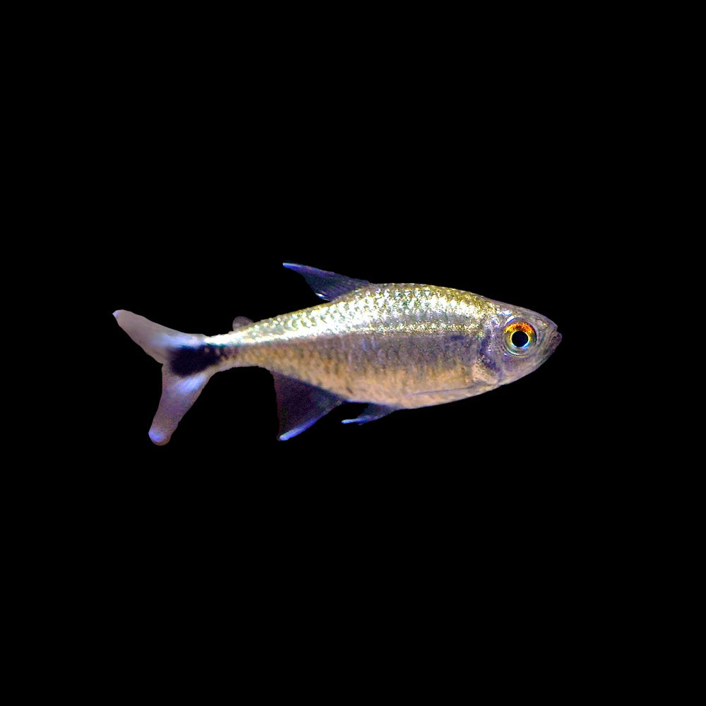 Tetra Gold (Hemigrammus rodwayi)