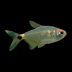 Tetra Head and Tail Light (Hemigrammus Ocellifer)