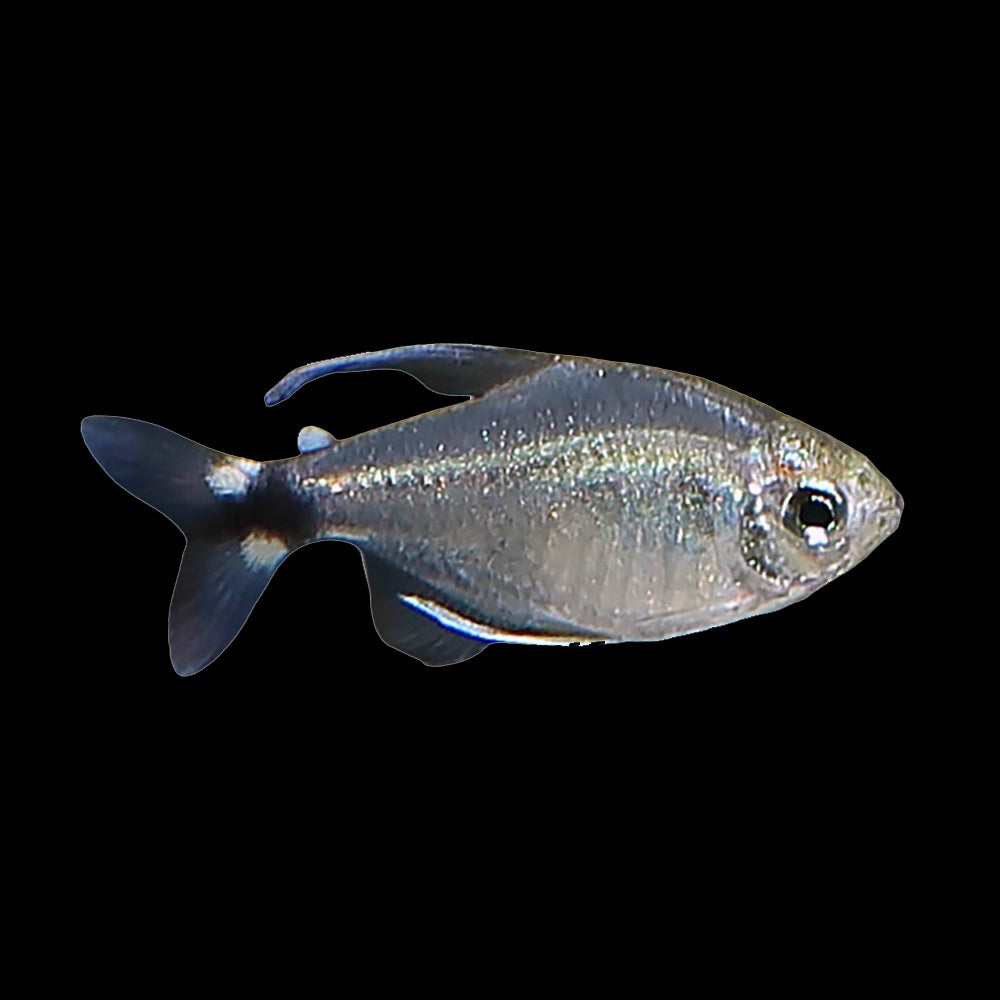 Tetra Kitty (Hyphessobrycon Heliacus)