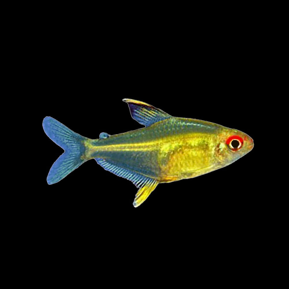 Tetra Lemon (Hyphessobrycon Pulchripinnis)