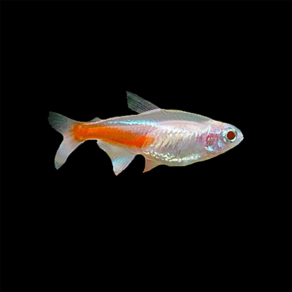 Tetra Neon Albino (Paracheirodon Innesi)
