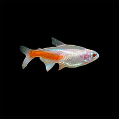 Tetra Neon Albino (Paracheirodon Innesi)
