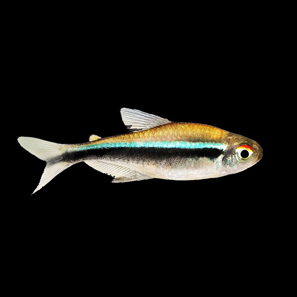 Tetra Black Neon (Hyphessobrycon Herbertaxelrodi)