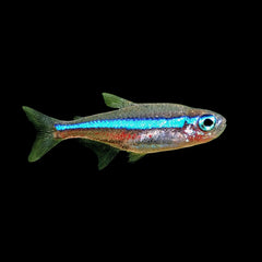 Tetra Neon Green (Paracheirodon Simulans)