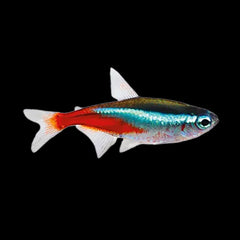 Tetra Neon (Paracheirodon Innesi)