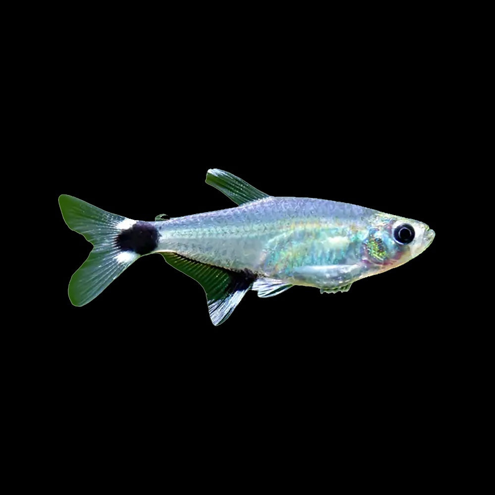 Tetra Paraguay (Aphyocharax Nattereri )