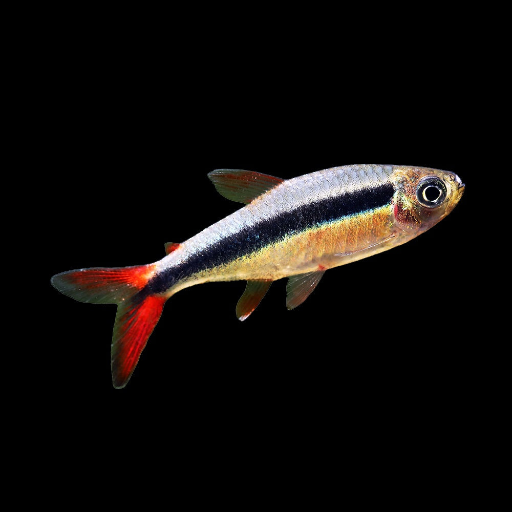 Tetra Penguin Red Tail (Thayeria sp. Rio Teles Pires)