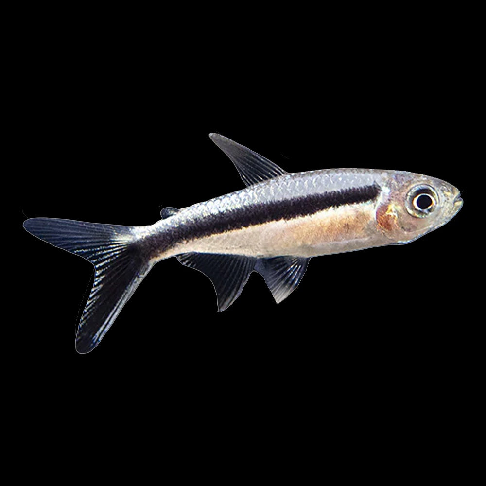Tetra Penguin (Thayeria Boehlkei)