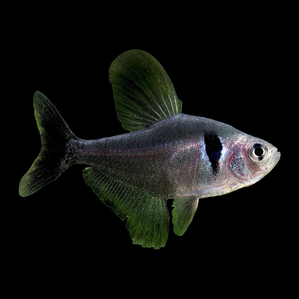 Tetra Phantom Black (Hyphessobrycon Megalopterus)