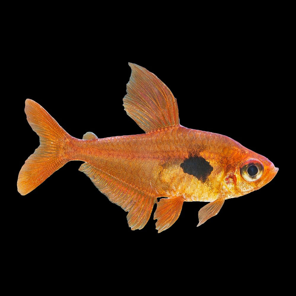 Tetra Phantom Red (Hyphessobrycon Sweglesi)