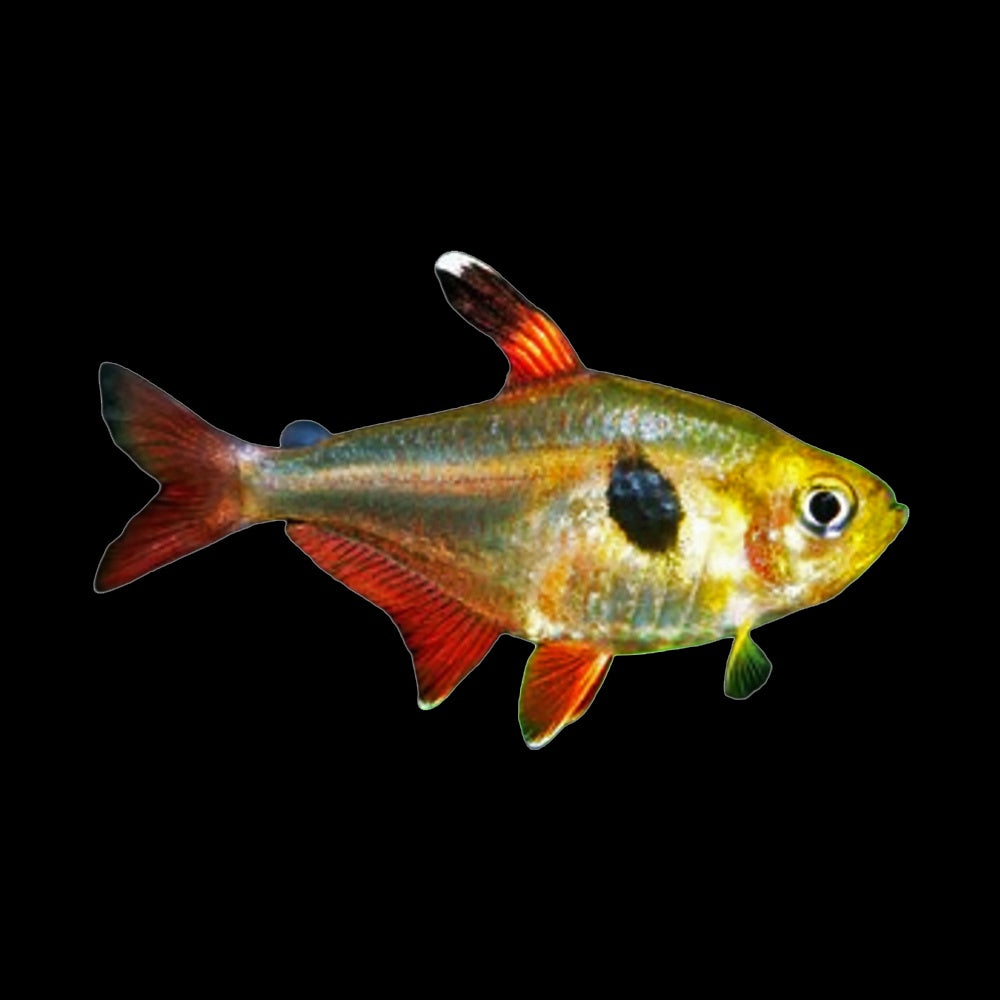 Tetra Phantom Yellow (Hyphessobrycon Roseus)