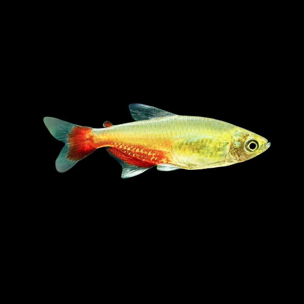 Tetra Bloodfin (Aphyocharax Rathbuni)