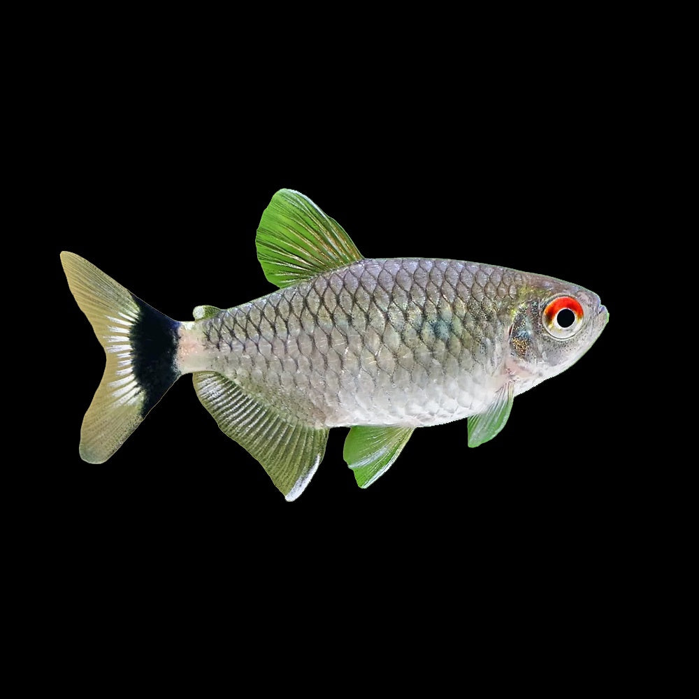 Tetra Red Eye (Moenkhausia Sanctaefilomenae)
