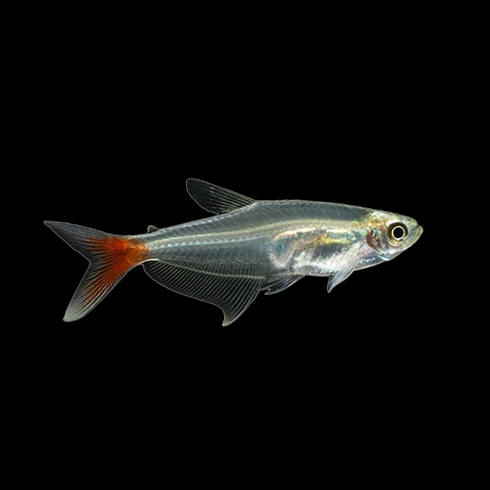 Tetra Glass Bloodfin (Prionobrama Filigera)