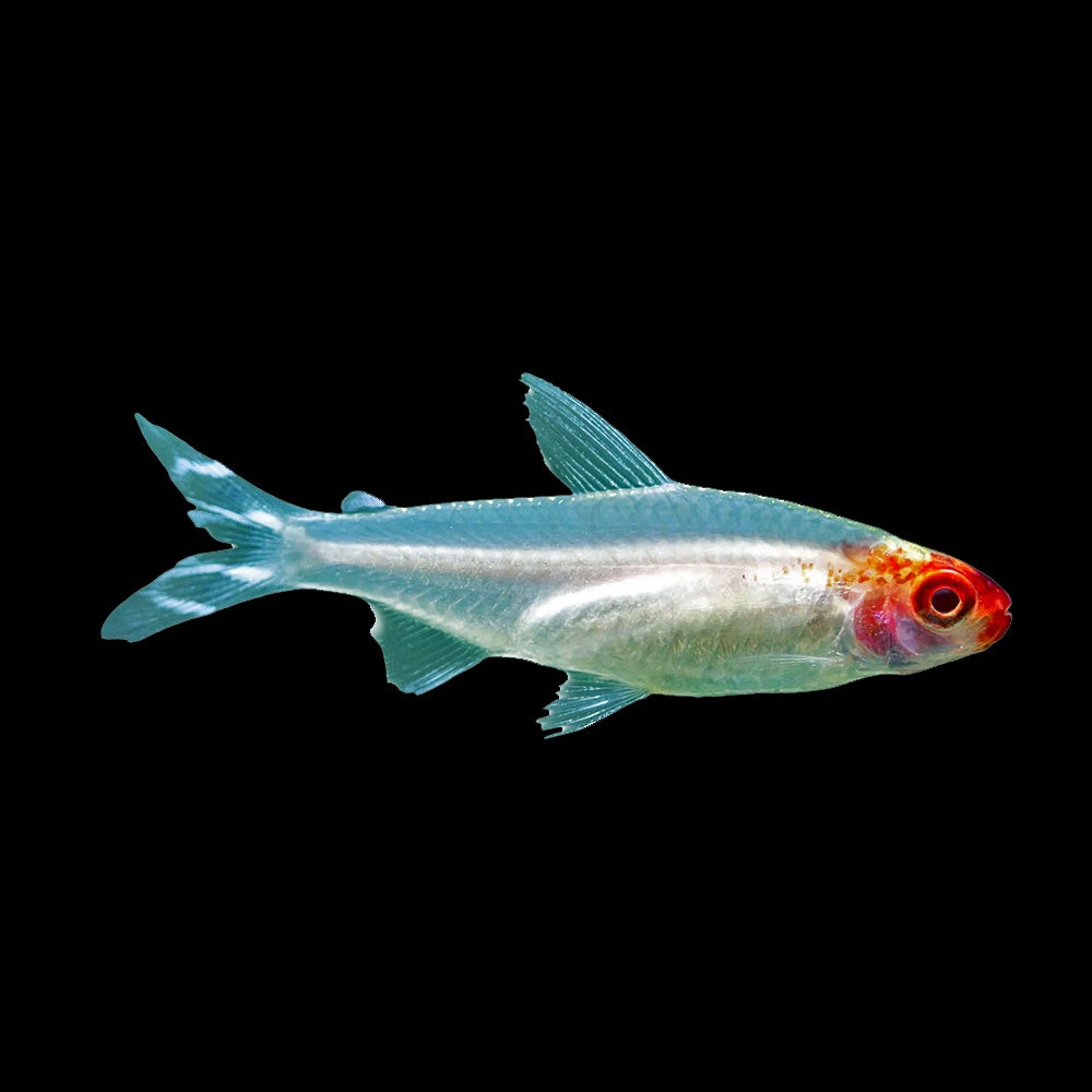 Tetra Rummyose Albino (Hemigrammus Rhodostomus)