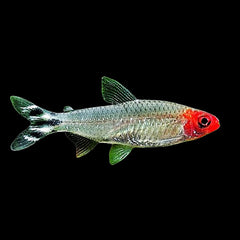 Tetra Rummy Nose (Hemigrammus Rhodostomus)
