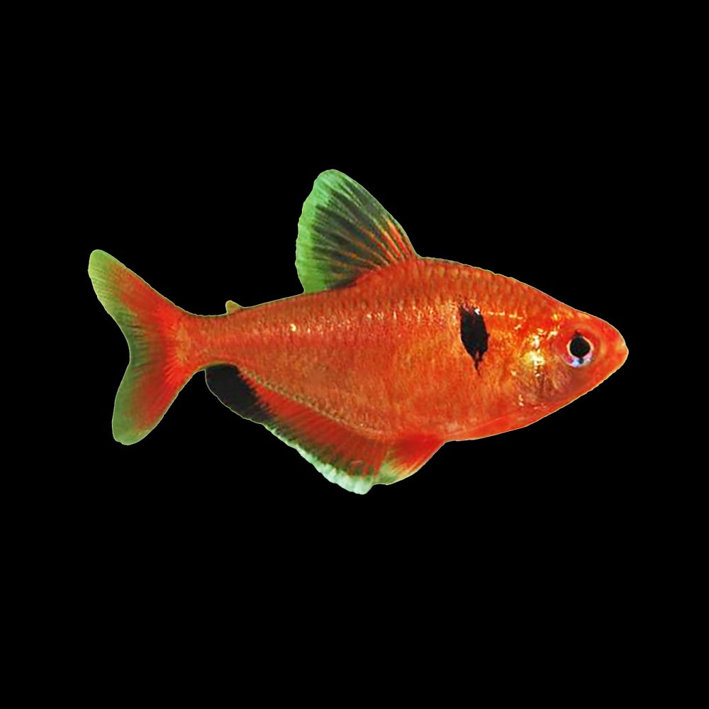 Tetra Serpae (Hyphessobrycon Eques)