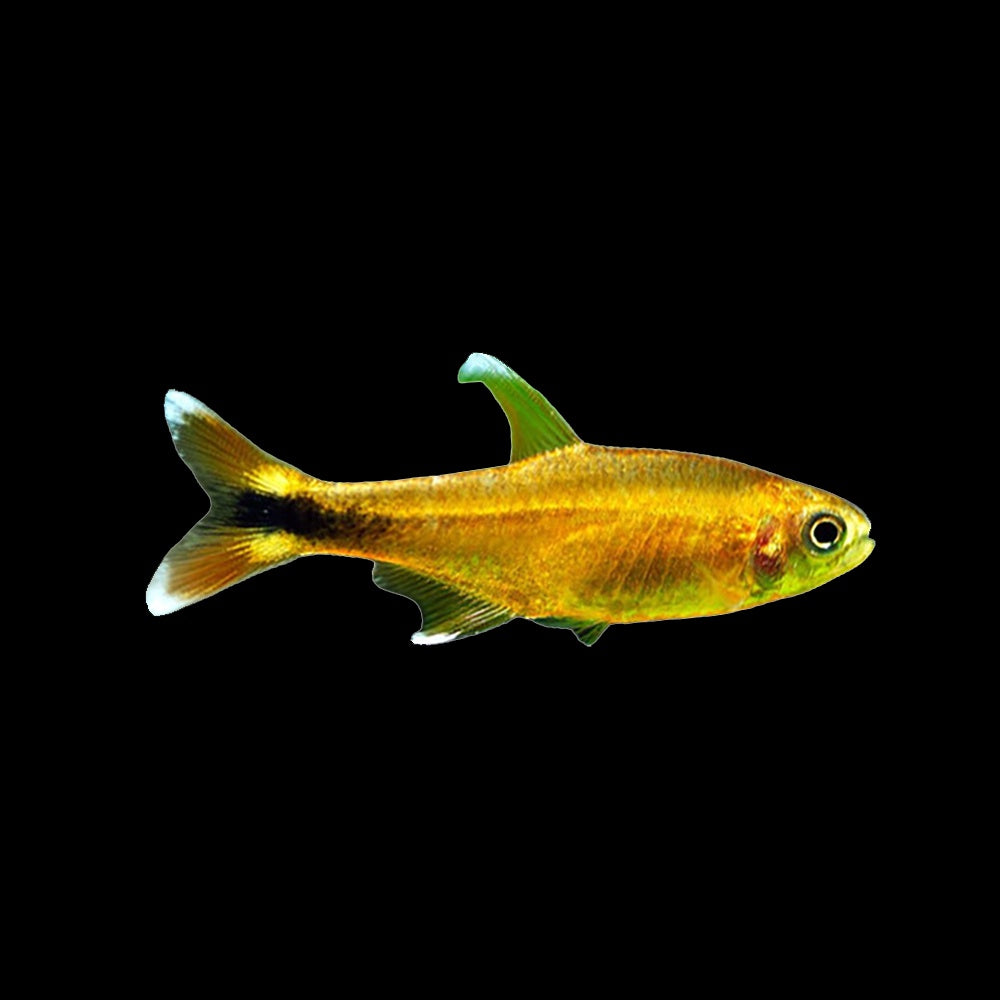 Tetra Silvertip (Hasemania Nana)