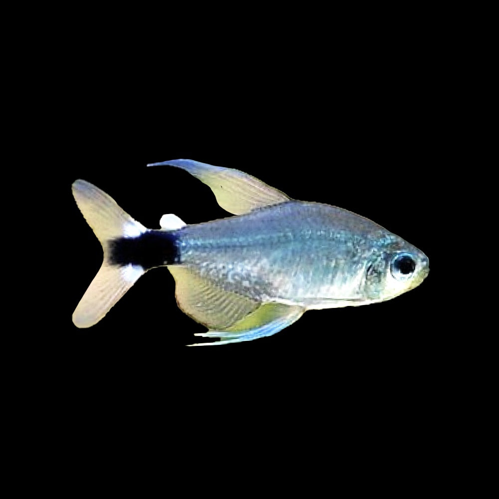 Veilfin Tetra
