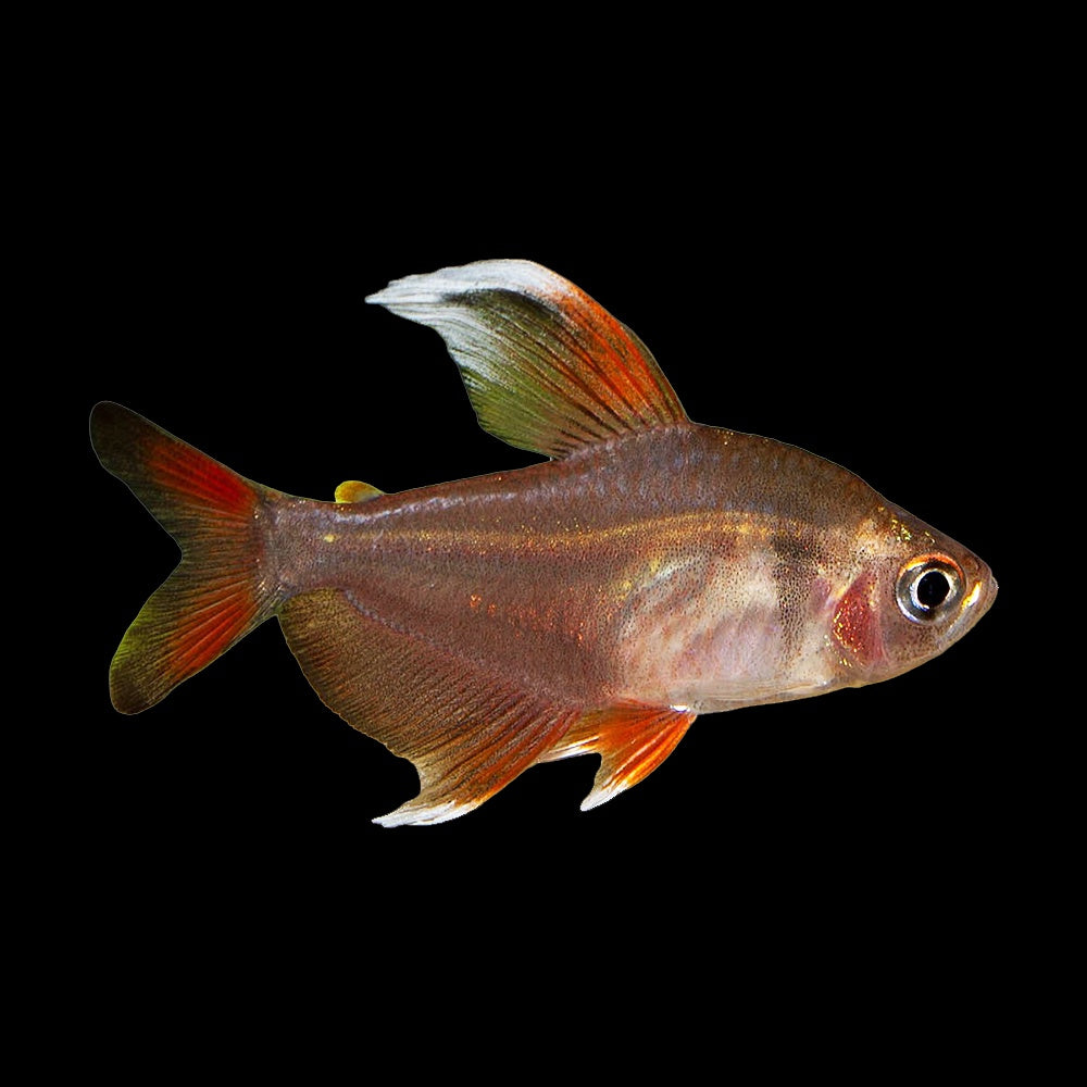 Tetra White Fin Ornate (Bryconella Pallidifrons)