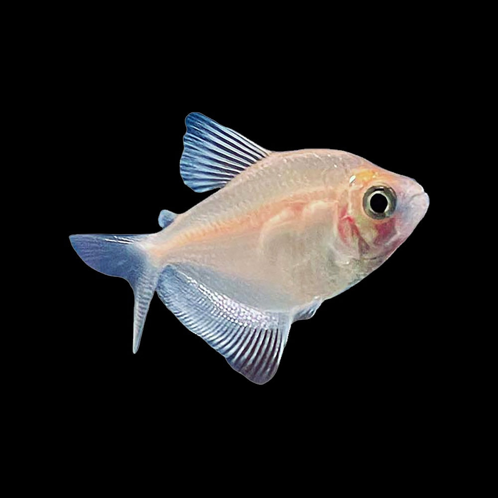 Tetra White Skirt (Gymnocorymbus Ternetzi)