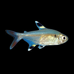 Tetra X Ray (Pristella Maxillaris)