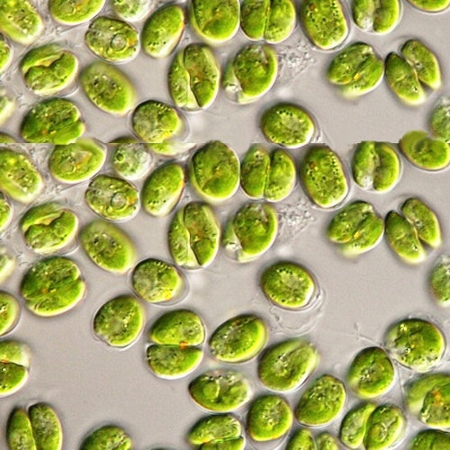 Live Phytoplankton - Tetraselmis