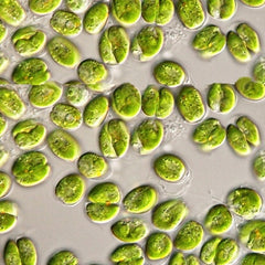 Live Phytoplankton - Tetraselmis