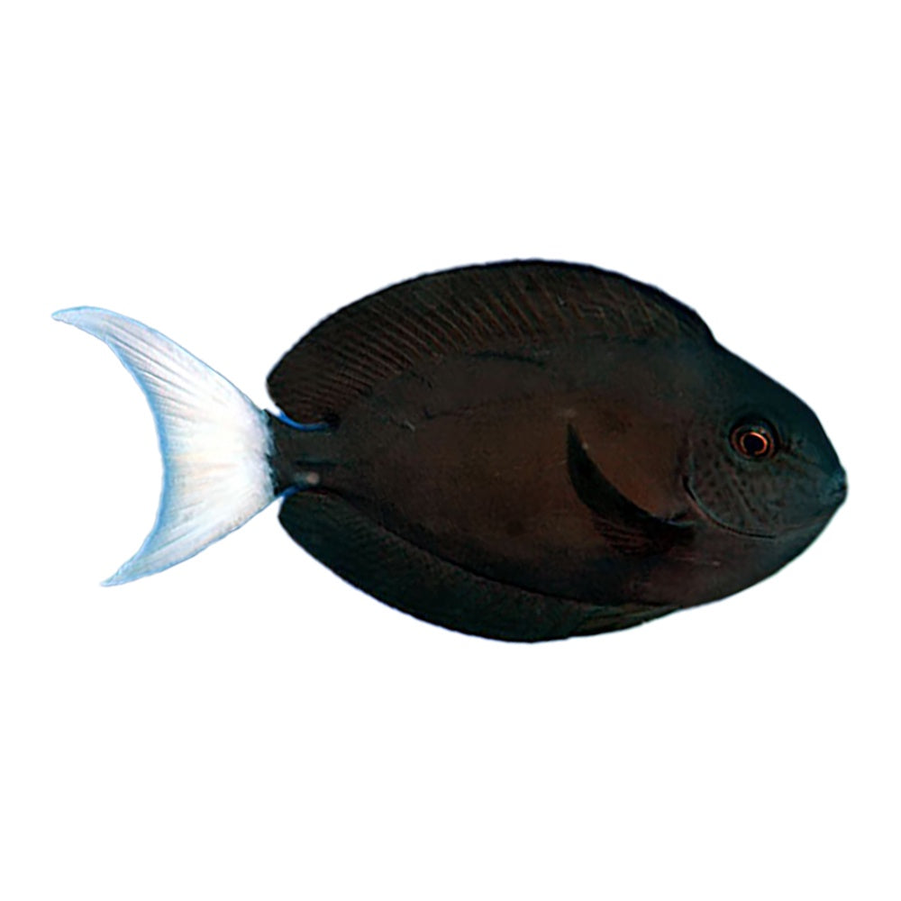 Thompsonii Tang (Acanthurus Thompsoni)