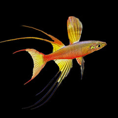 Rainbow Fish Threadfin (Iriatherina Werneri)