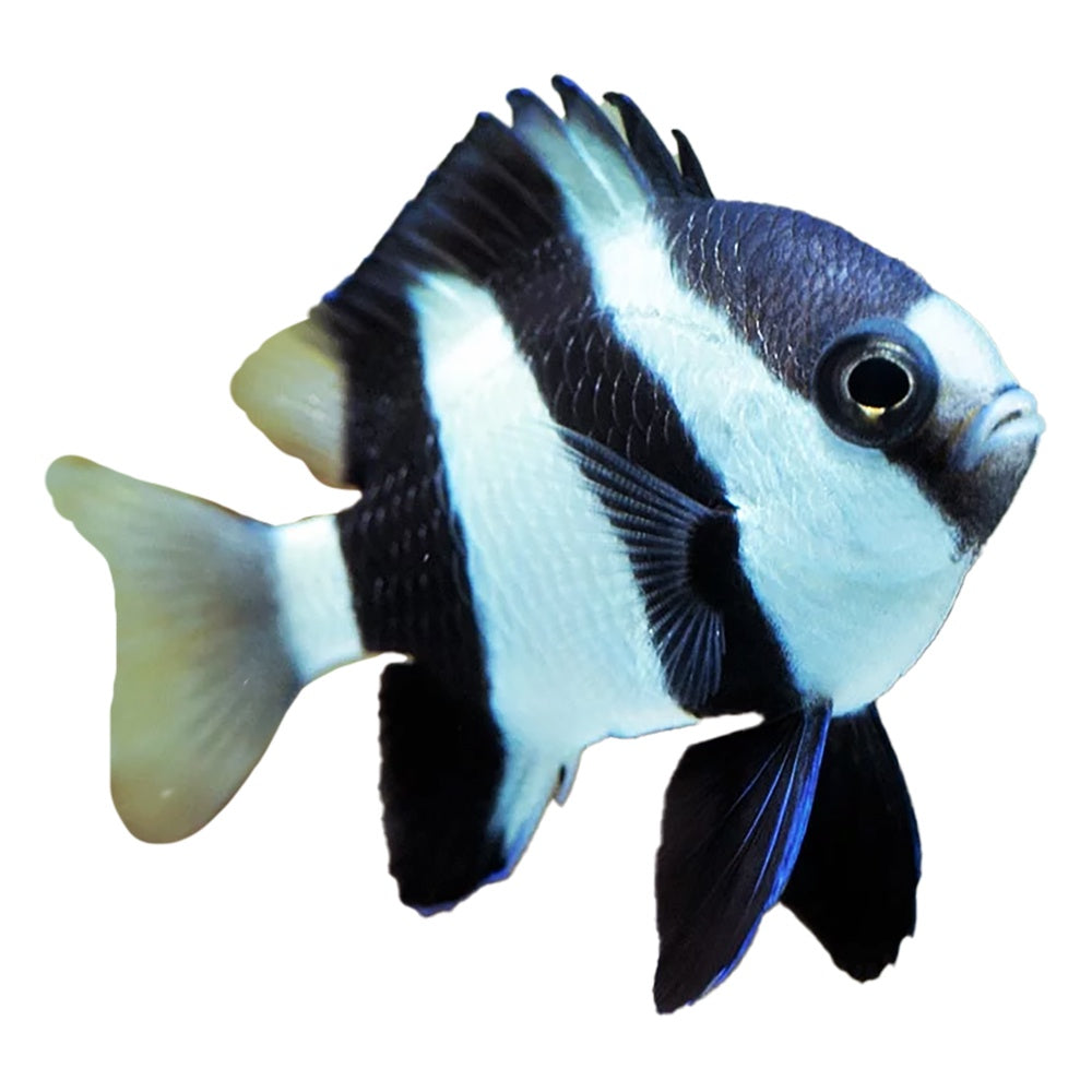Three Stripe Damselfish (Dascyllus aruanus)