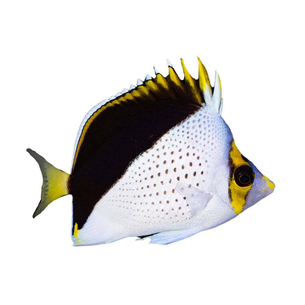 Tinkers Butterfly (Chaetodon Tinkeri)