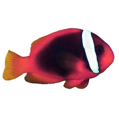 Tomato Clownfish (Amphiprion Frenatus)
