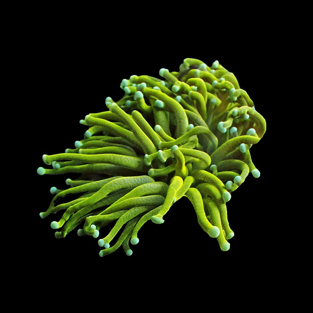 Torch Banana