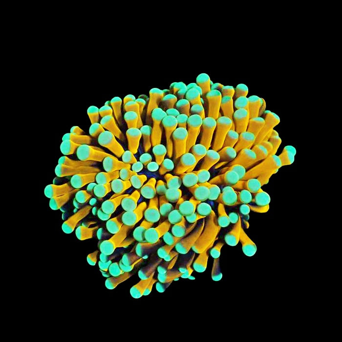 Torch Gold Green Tip (Frag Single Head)