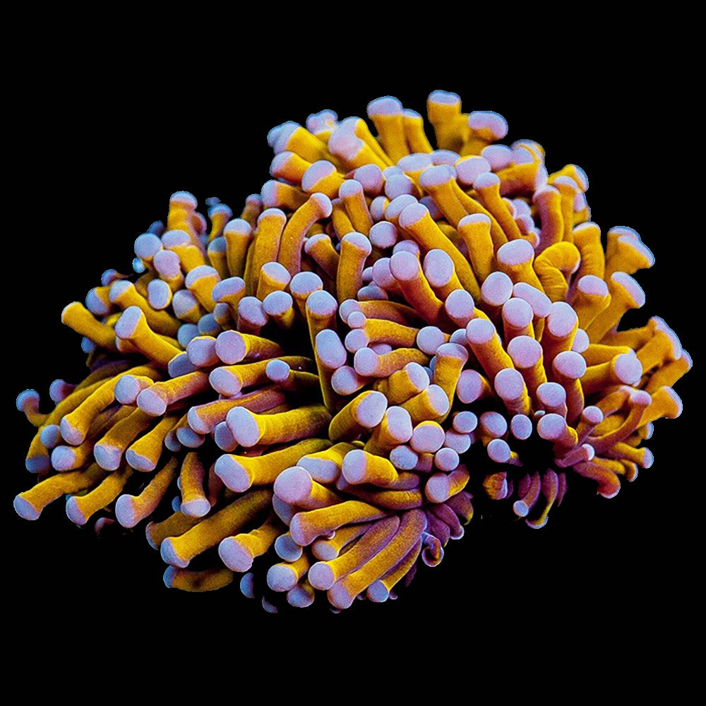 Torch Gold (Frag Single Head)