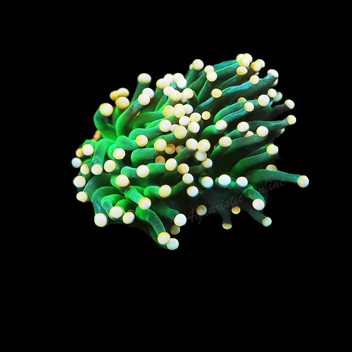Torch Green Peach Tip