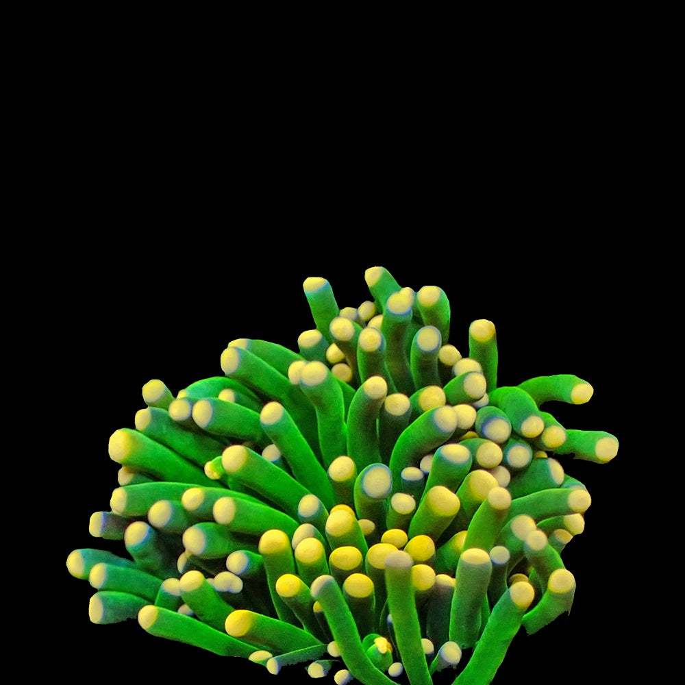 Torch Green Yellow Tip