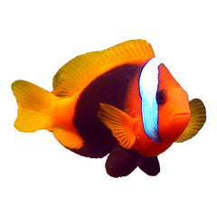 Cinnamon Clownfish (Amphiprion Melanopus)