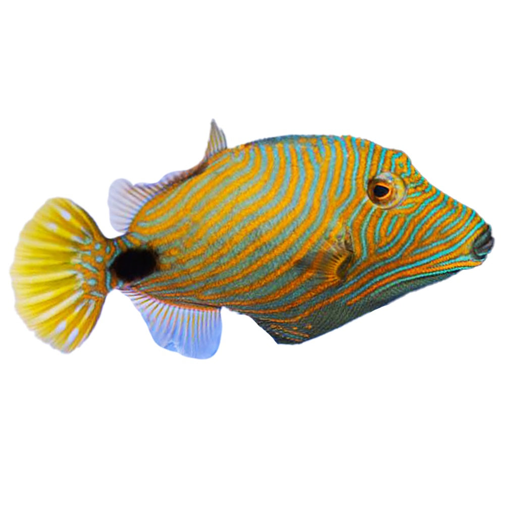 Orange Lined Trigger (Balistapus Undulatus)