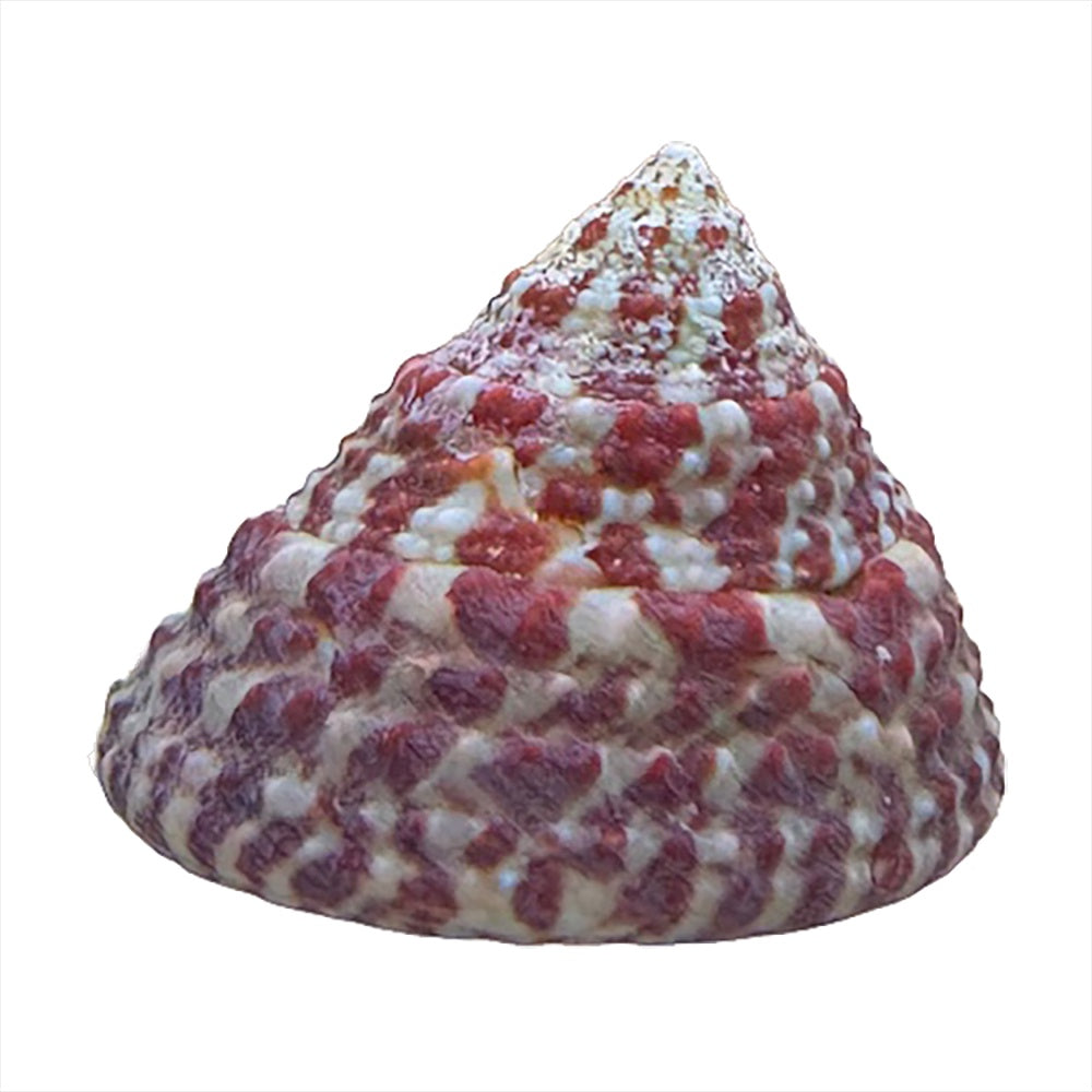 Snail Trochus