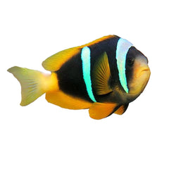 True Sebae Clownfish (Amphiprion Sebae)