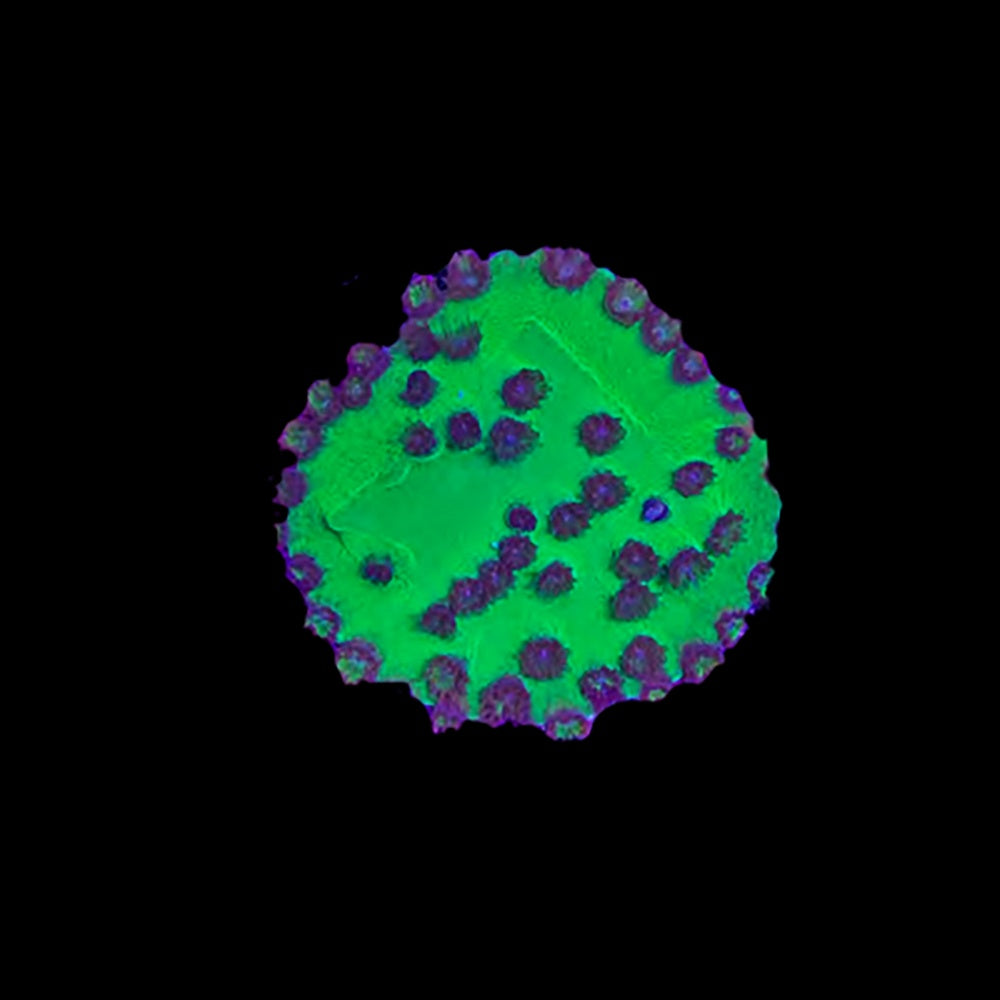 Turbinaria Outback