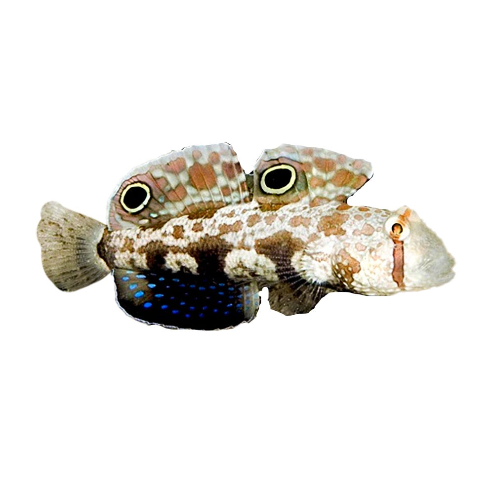 Two Spot Goby (Signigobius Biocellatus)