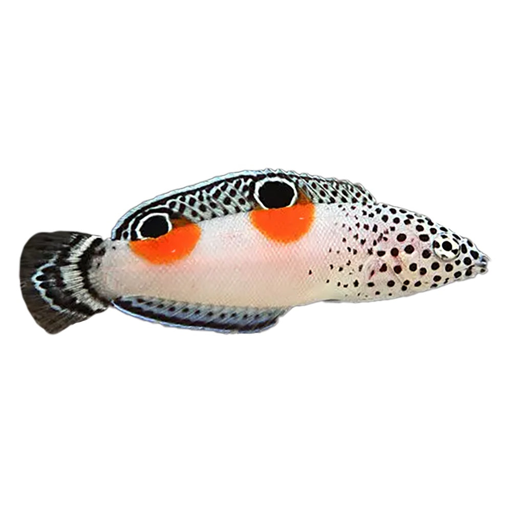Clown Coris Wrasse (Coris Aygula)