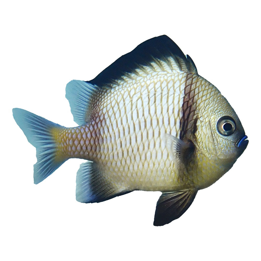 Two Stripe Damselfish (Dascyllus reticulatus)