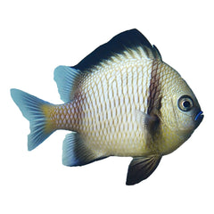 Two Stripe Damselfish (Dascyllus reticulatus)