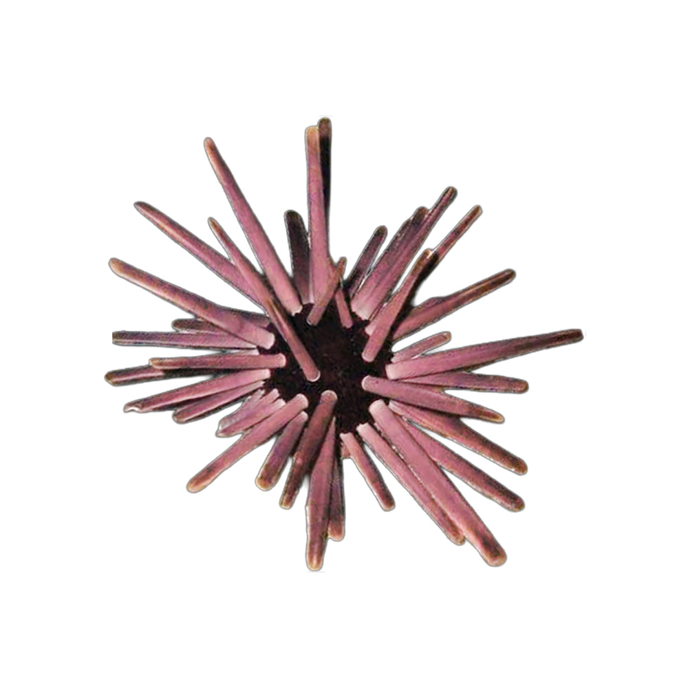 Urchin Pencil (Heterocentrotus Mamillatus)