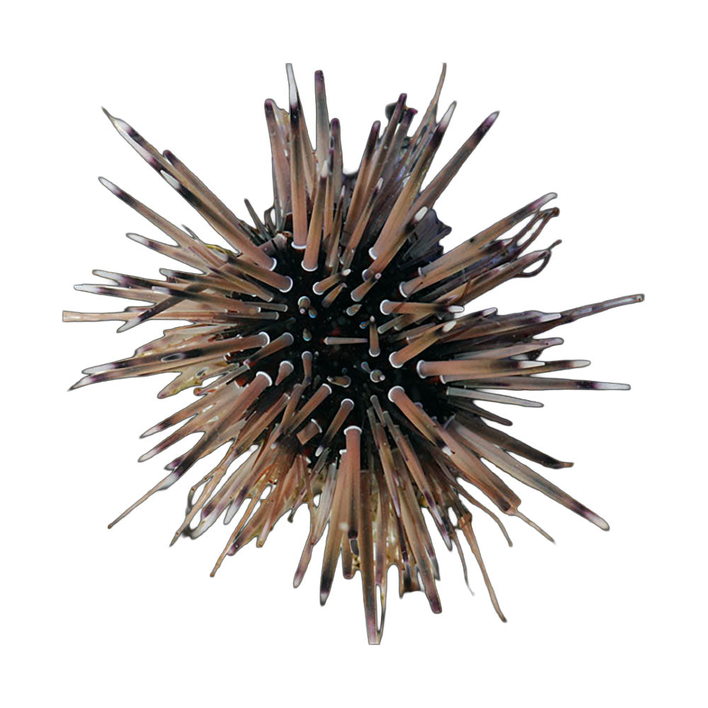 Urchin Shortspine White Tip (Parasalenia Gratiosa)